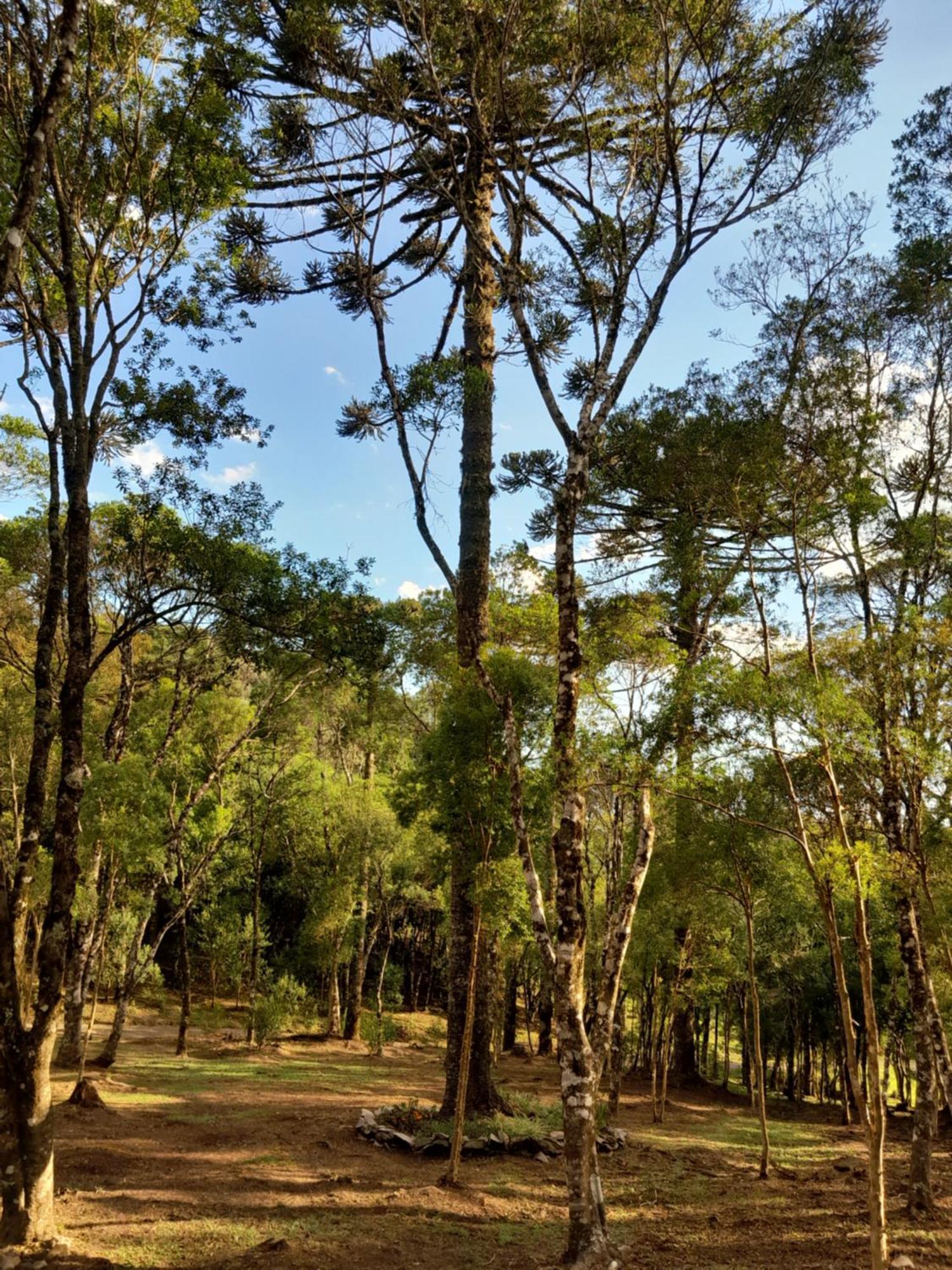 Cabanas Dos Pinheiros São Francisco de Paula Szoba fotó